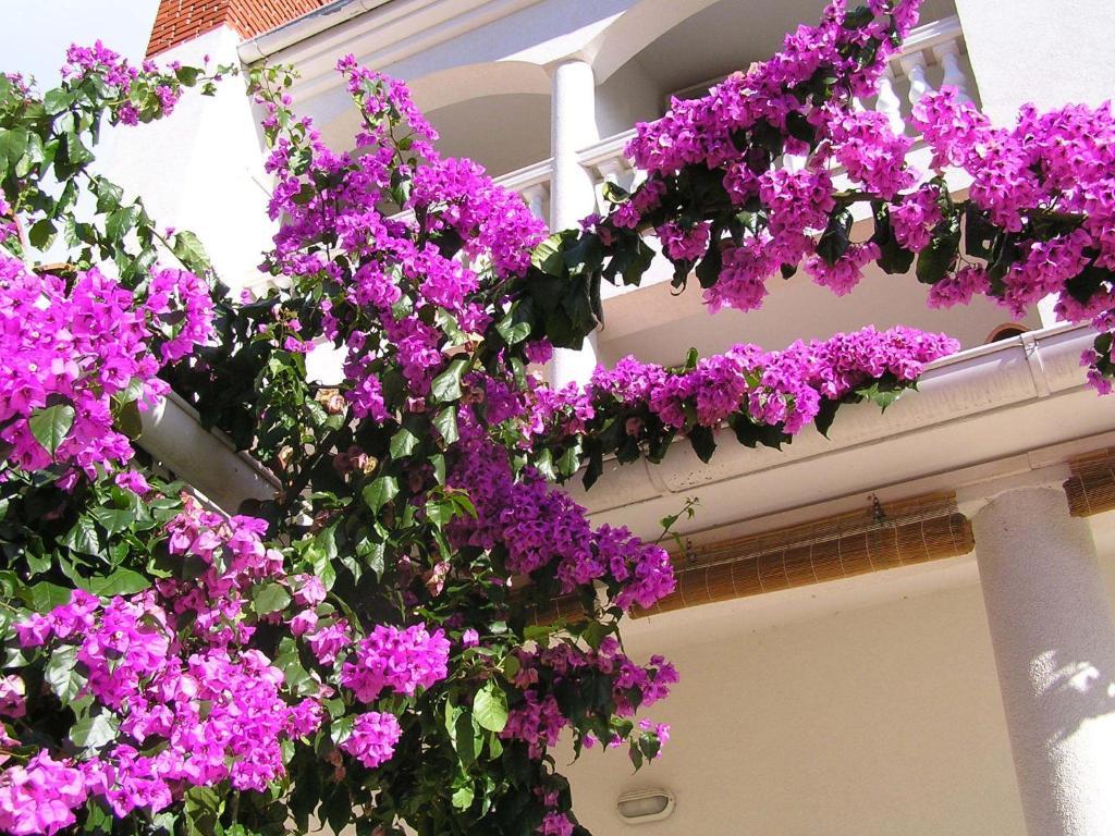 Apartments Paloma Blanca Медулин Экстерьер фото